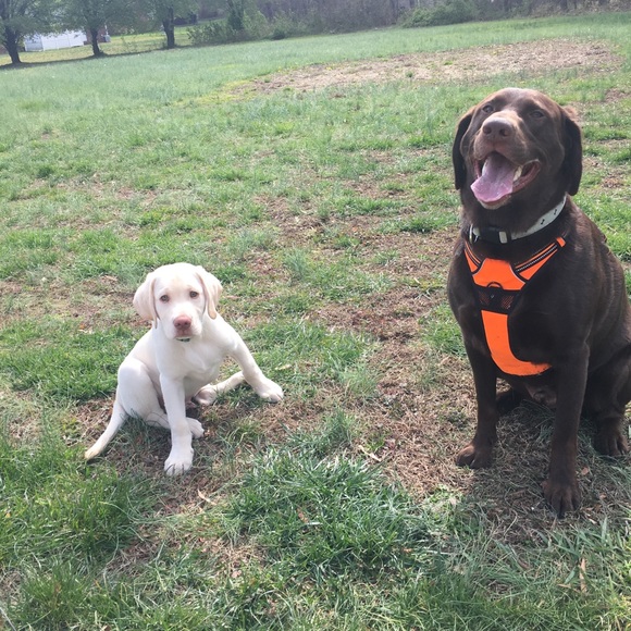 Meet your Posher, Alexa - Picture 3 of 3